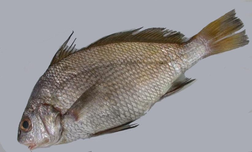 Umbrina canariensis_03.jpg